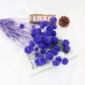 Fiori secchi naturali fiori di scabiosa viola per decorazione domestica, bel bouquet. - Blu viola