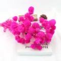 Fiori secchi rosa vivo per decorazioni domestiche, composizioni floreali e progetti fai. - Rosso rosa