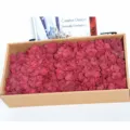 Preserved moss boxed 500g, purple red floral material for DIY moss wall and home decor. - Burgundy