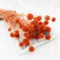 mazzo di fiori di scabiosa secchi naturali arancione decorazione floreale per artigianato casa - rosso mattone