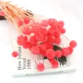 Bouquet di fiori secchi scabiosa rosa preservata decorazione floreale per cupola di vetro composizione - Rosso