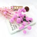 Fiori secchi rosa preservati scabiosa bouquet botanico naturale per decorazioni domestiche - Viola rosato