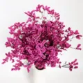 Pink dried statice flower bouquet detail in white vase, ideal for home decor and photo props. - Rose Red