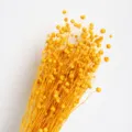 Natural dried flax flower seed pods bunch for home decor, floral arrangement and rustic craft design. - Orange
