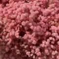 Preserved baby breath dried flowers pink gypsophila bunch for home decor floral arrangement. - Sakura Pink