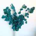 Preserved round leaf eucalyptus branches bouquet for modern home interior decor and floral arrangement. - Blue