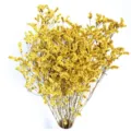 Natural preserved dried crystal grass flower bouquet for home decor and photography props. - Yellow