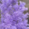 Felce asparago stabilizzata viola materiale floreale per scatola regalo e copertura in vetro fai - Viola chiaro