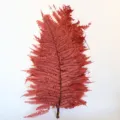 Foglie di felce stabilizzate rosso ruggine essiccate per composizioni floreali fai da te - 10 pezzi/fascio / Rosso