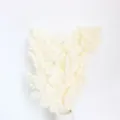 Materiale di fiori di felce asparago conservato bianco per scatole regalo fai da te e decori. - Bianco