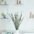 Rami di eucalipto secchi decorazione botanica per soggiorno festa e oggetti di scena per foto. - Eucalipto essiccato, 1 pz.
