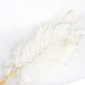 Foglie di felce conservate bianche fogliame essiccato per fai da te ghirlanda e scatola - 10 pezzi/fascio / Bianco