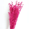 Mazzo di baccelli di fiori di lino secchi rosa vivo, decorazione floreale per la casa naturale. - Rosso rosa