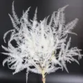 Variante di foglie di felce conservate bianche per la decorazione d'interni e fiori. - Bianco, 10 steli per mazzo