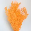 Preserved Asparagus Fern Orange DIY Floral Material for Gift Box Glass Cover Craft Decor - Orange