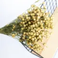 Natural dried flax pods bouquet for home decor, floral arrangement and rustic interior styling. - Original Color