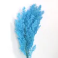 Blue preserved asparagus fern branch for DIY gift boxes, floral arrangements, and home decoration. - Teal Blue