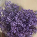 Purple dried crystal grass bouquet for home decor flower arrangement photography props. - Purple