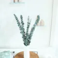 Rami di eucalipto artificiali in vaso bianco per decorazione domestica e oggetti di foto. - Eucalipto stabilizzato 1 pezzo