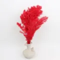 Red preserved asparagus fern for DIY gift box glass cover decor, natural dried floral material. - Red