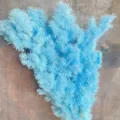 Blue preserved asparagus fern dried flowers for DIY gift box glass cover floral decor 1pc - Sky Blue