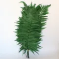 Mazzo di foglie di felce verde conservate per composizioni floreali fai da te e ghirlande. - 10 pezzi/fascio / Verde