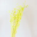 Natural yellow dried flax seed pods flowers bunch for home decor floral arrangement craft. - Lemon Yellow