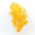 Yellow preserved asparagus fern dried flowers for DIY gift box glass cover decoration home decor - Yellow