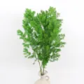 Preserved asparagus fern green foliage variant for DIY floral gift box and glass dome decor - Green
