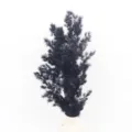 Black preserved asparagus fern dry plant for DIY craft gift box floral arrangement decor - Black