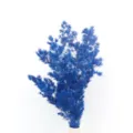 Blue preserved asparagus fern flowers for DIY craft gift box glass cover material - Sapphire Blue
