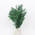 Preserved Asparagus Fern Dried Flowers DIY Craft Floral Arrangement Home Decor Green - Dark Green