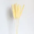 Bouquet di erba della Pampa secca naturale per decorazioni domestiche e oggetti di scena. - Bianco sporco 15 pezzi spighe di fiori circa 15 cm