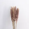 Erba della pampas secca naturale canne soffici per decorazione domestica e oggetti di fotografia - Spighe marroni, 15 pz. (circa 15 cm)