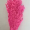 Hot pink preserved asparagus fern flower material for DIY craft gift box decoration - Rose Red