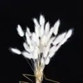 Bouquet di erba di coda di coniglio secca bianca con vaso per decorazioni casa feste accessori foto. - Lagurus beige, 30 steli