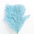 Blue preserved asparagus fern dried flowers for DIY gift box glass cover floral crafts. - Light Tiffany Blue