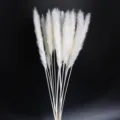 Piccolo bouquet di fiori secchi erba della pampa bianca per decorazioni soggiorno e feste foto - Bianco sporco 15 pezzi spighe di fiori circa 15 cm
