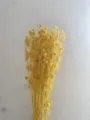 Yellow dried flower bouquet preserved botanical home decor natural plant floral arrangement gift - Yellow