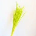 Bouquet di erba foxtail essiccata giallo verde brillante per decorazione d'interni casa - Verde