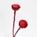 Primo piano del gambo di fiore di margherita solare essiccato rosso, ideale per decorare. - 1 pezzo / mazzo / Rosso