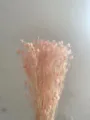 Pink Dried Eryngium Thistle Flower Bouquet Preserved Botanical for Home Decor Gift - Light Pink
