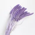 Closeup of purple dried millet flowers bouquet, rustic aesthetic for home decor and props. - Purple