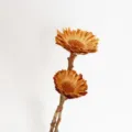Rami di fiori di margherita di sole essiccati naturali per decorazioni domestiche. - 1 pezzo / mazzo / Colore originale