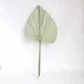 Ventaglio in foglia di palma essiccata naturale per decorazione casa matrimonio - Colore naturale larghezza 25 cm