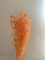 Dried orange flower bouquet preserved small sea holly for home decor and wonderful gift options. - Orange