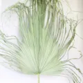 Natural dried palm leaf fan for home decor and wedding floral arrangement green 1pc. - Palm Fan No. 1 Untrimmed Large Branch