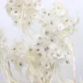 Fiore di farfalla essiccato naturale conservato per decorazioni di nozze e materiale - Bianco