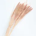 Natural dried millet spikes bouquet for home decor and rustic photography props. - Light Coffee