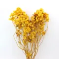 Fiori di farfalla gialli naturali conservati per decorazioni floreali di matrimoni e casa. - Giallo